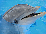  Fotografie Reiseführer  In Flipper's Tradition: Delfin im Aquarium