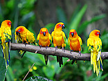  Foto Sehenswürdigkeit  Farbenfrohe Vögel