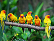 Parrot Jungle and Gardens - Florida (Miami)