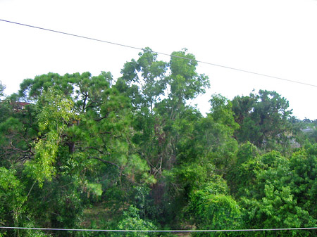 Fotos Baum