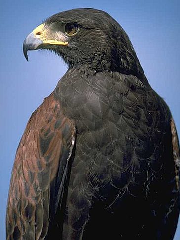 Everglades Nationalpark Foto 