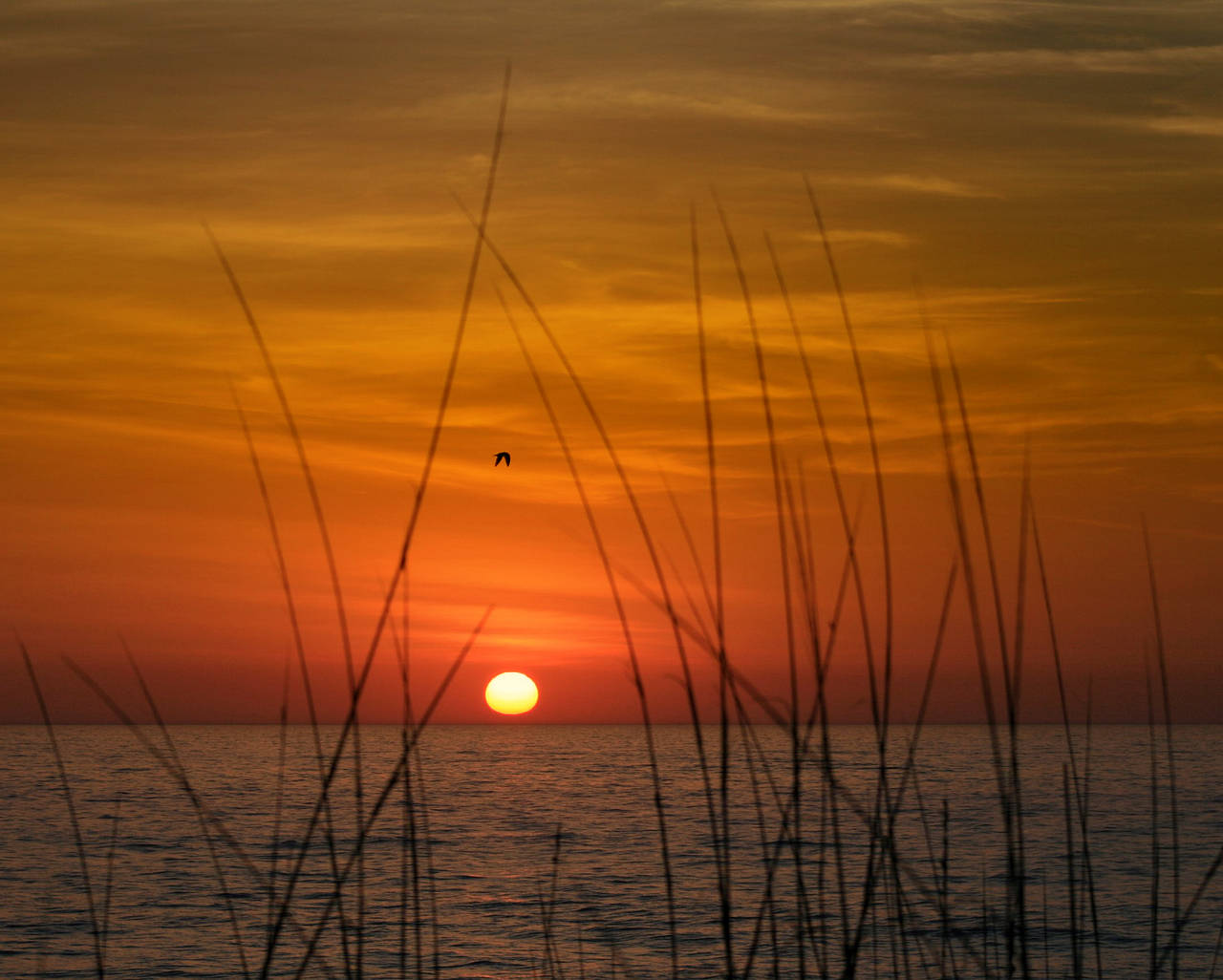 Foto Amelia Island - 